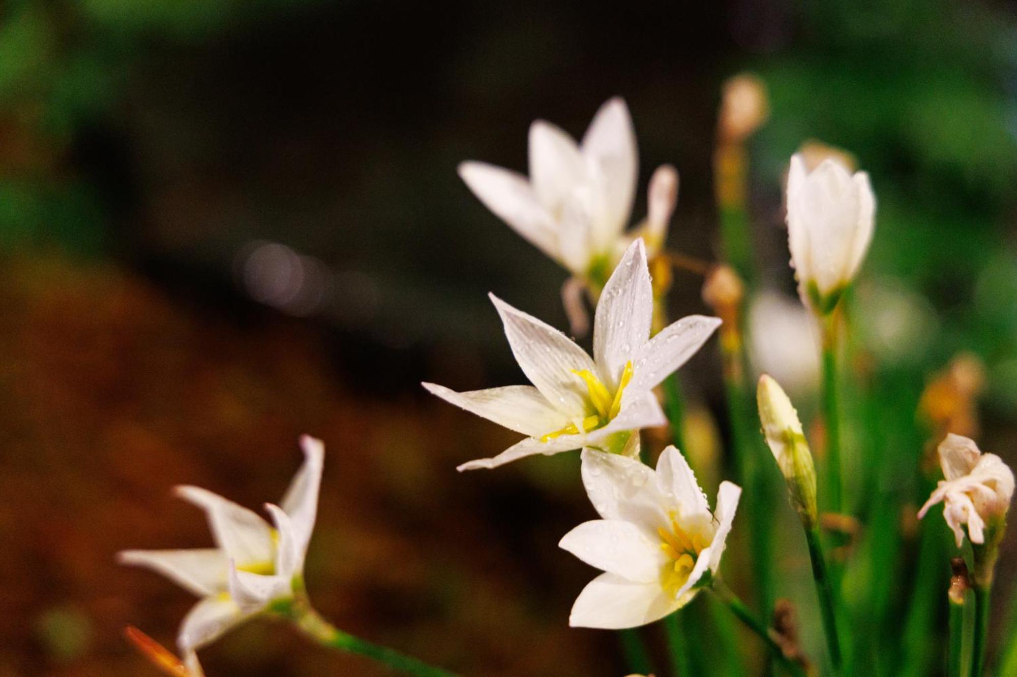 Kanazawa Seiren Le Lotus Bleu Luaran gambar